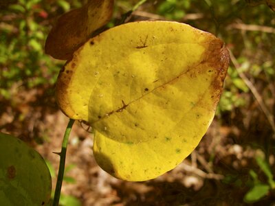 Nature october color photo