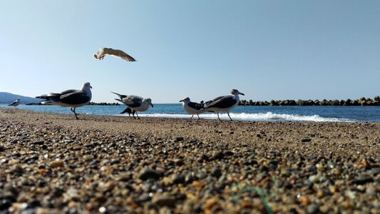 Wild birds natural a sunny day