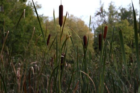 Marsh swamp wetland