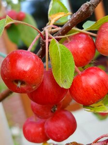 Ornamental apples autumn gardening