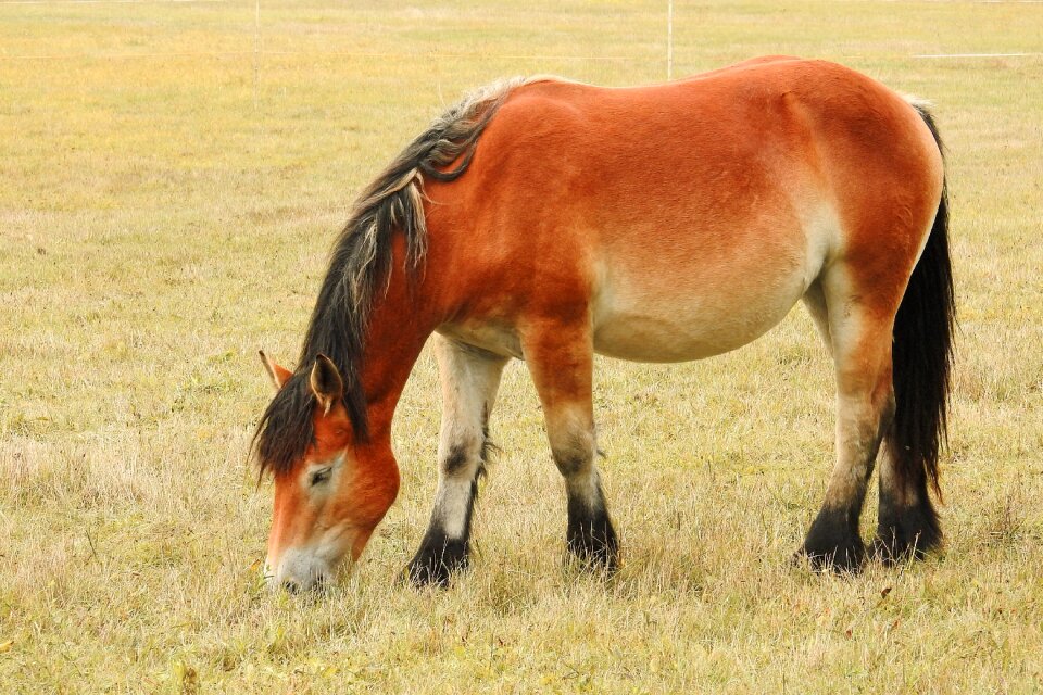 Young horse pasture paddock