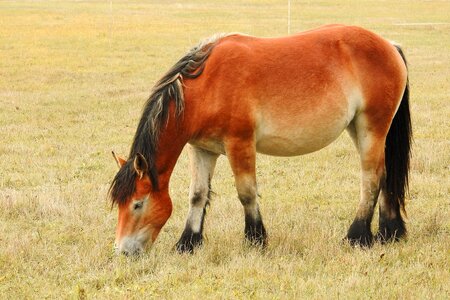 Young horse pasture paddock photo