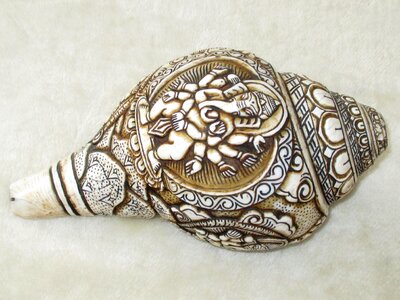 Shell sea snail shell