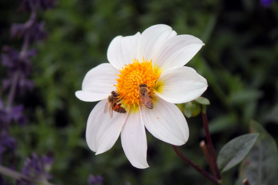 White yellow green
