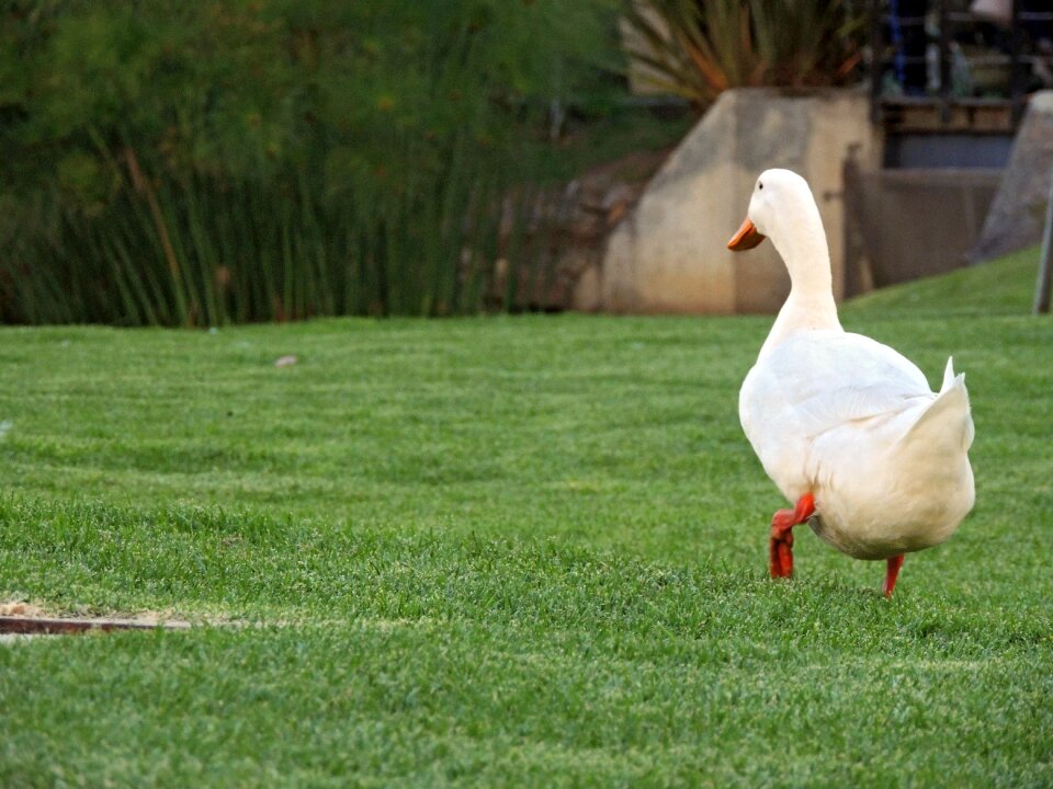 Bird landscape nature