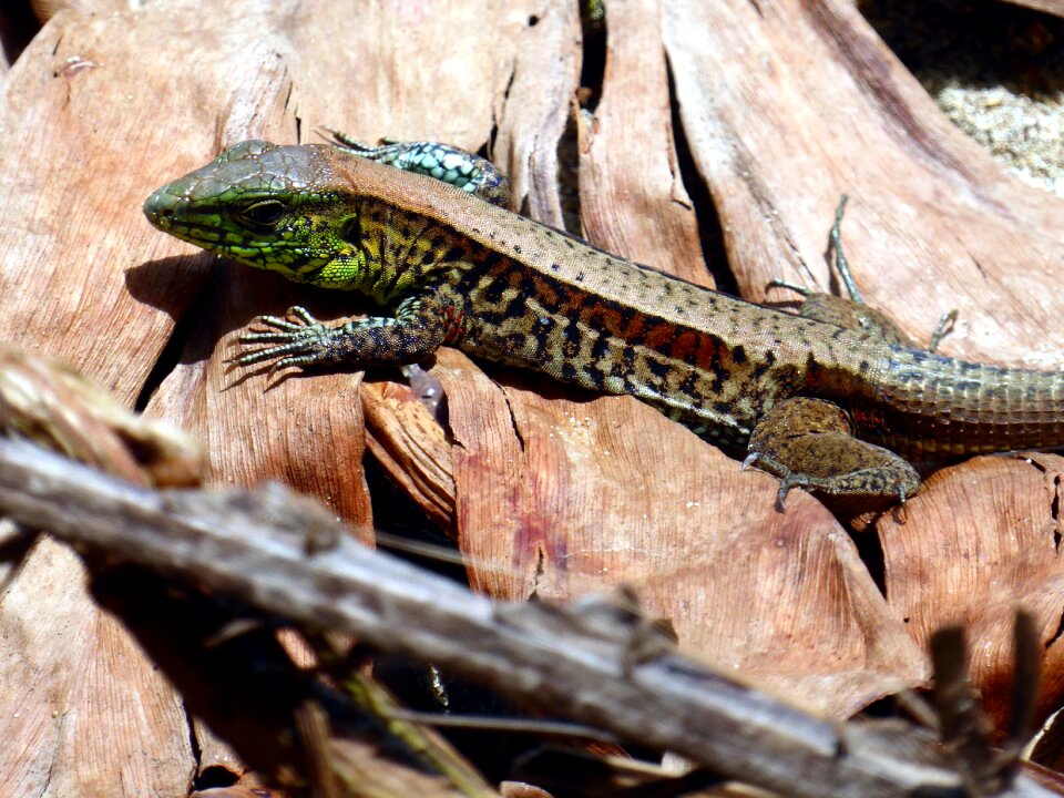 Lizard costa rica cahuita