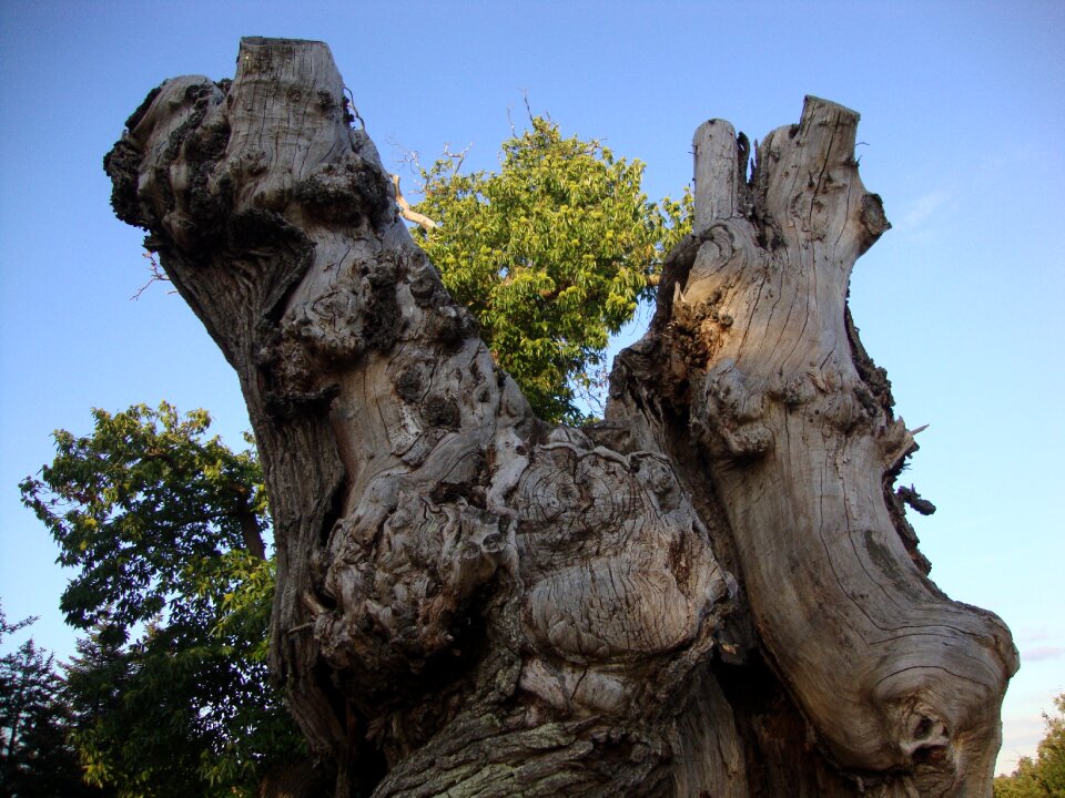 Trunk nature tree photo