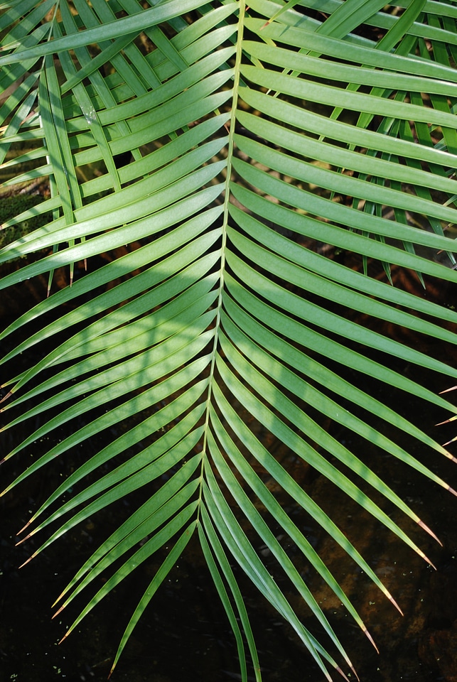Natural botanical organic