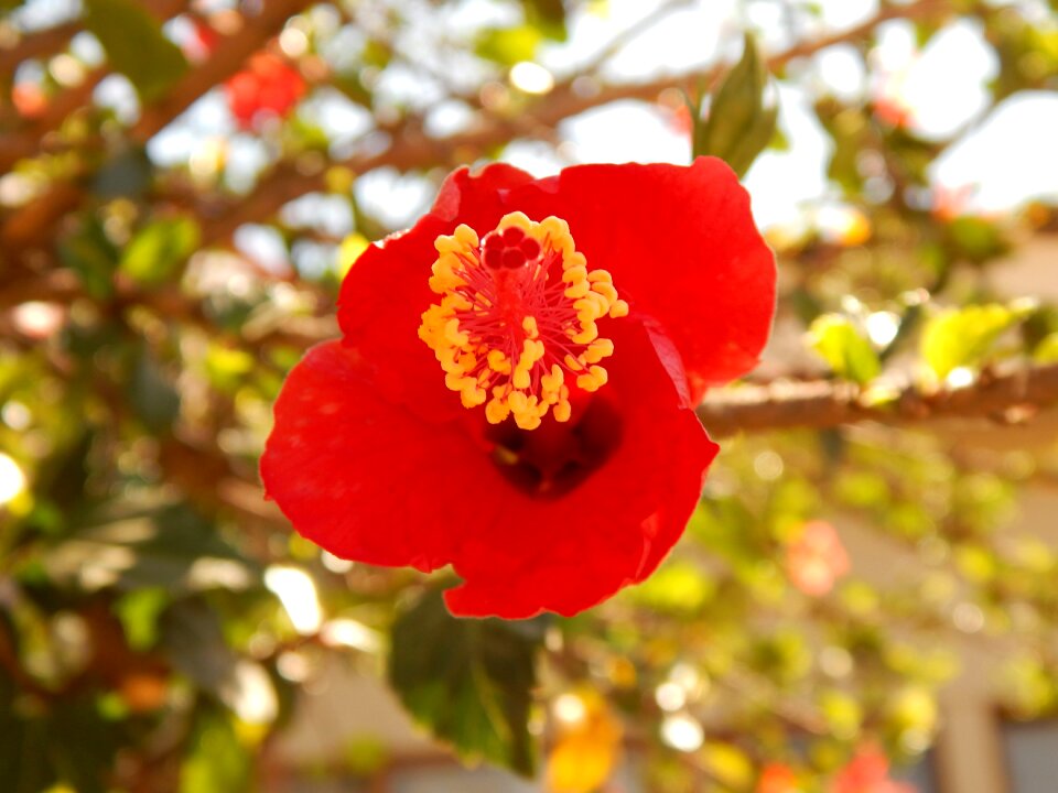 Petals flower long pistil