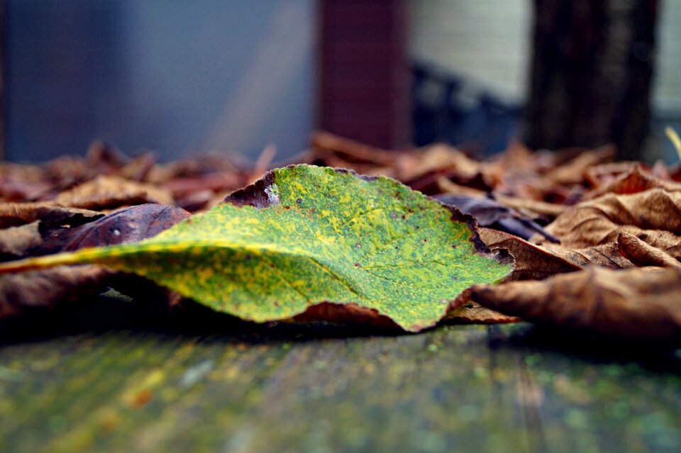 Leaves green colorful look