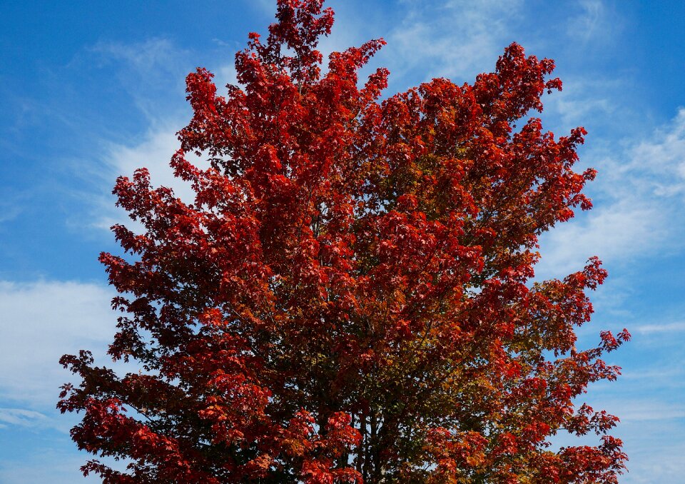 Autumn fall colorful