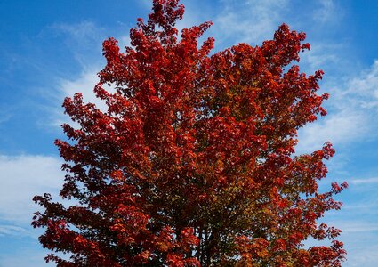 Autumn fall colorful