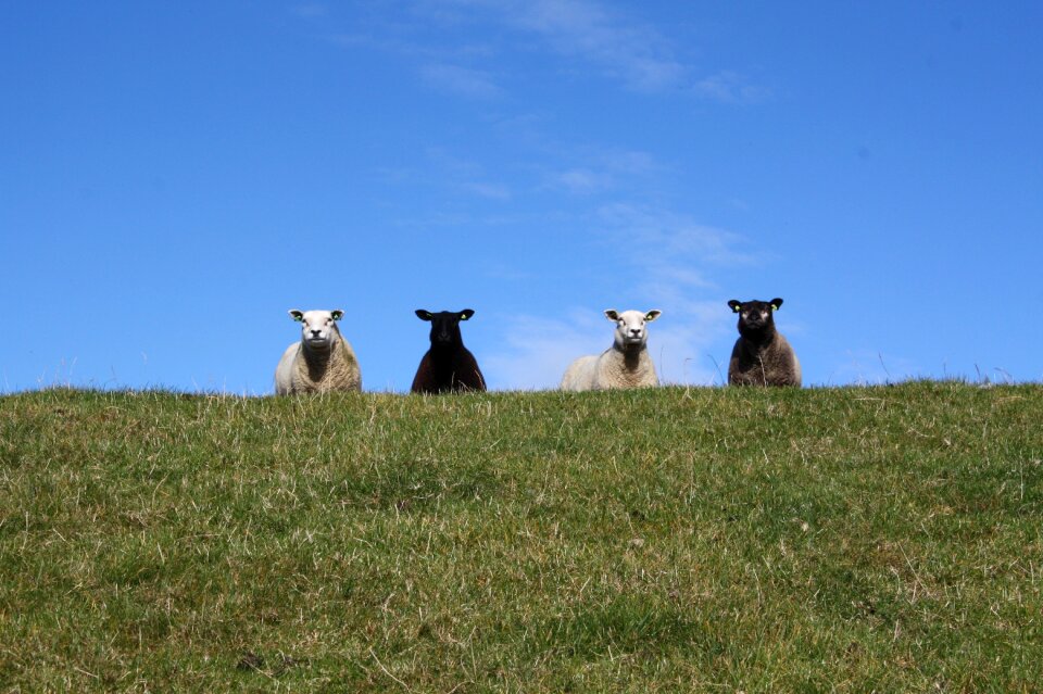 Dike wool flock of sheep