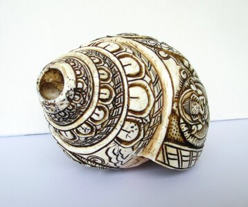 Shell snail sea