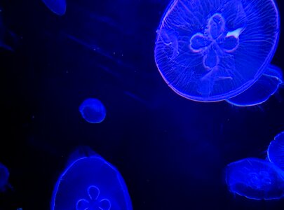 Jellyfish aquarium fantastic photo