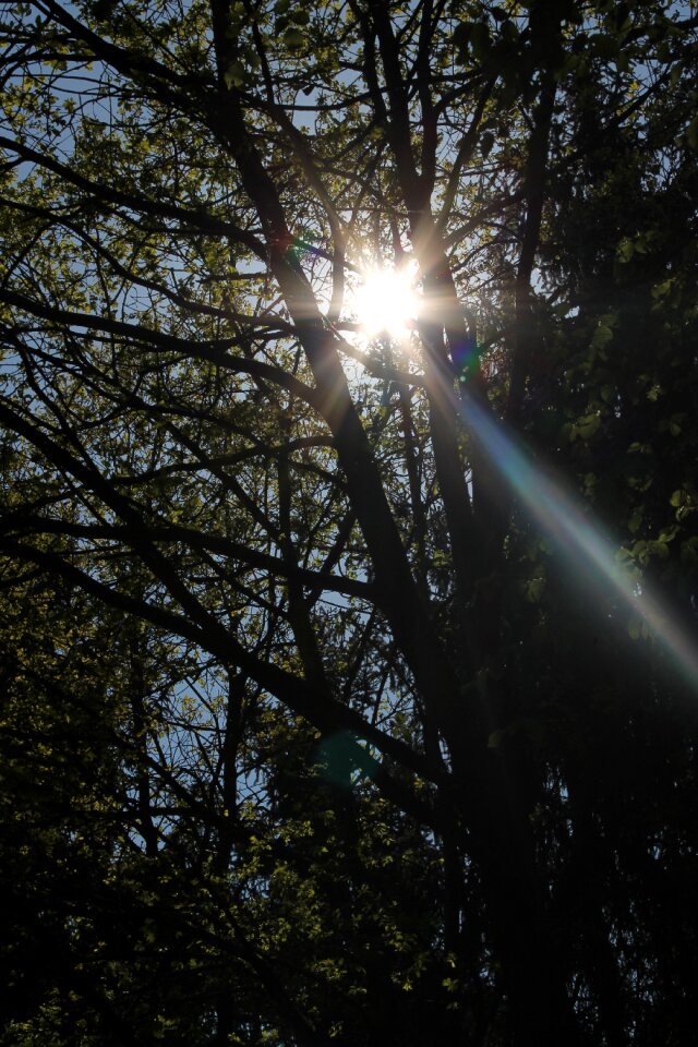 Flurry flooded sunbeam