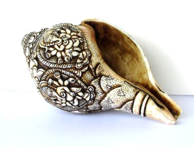 Shell snail sea