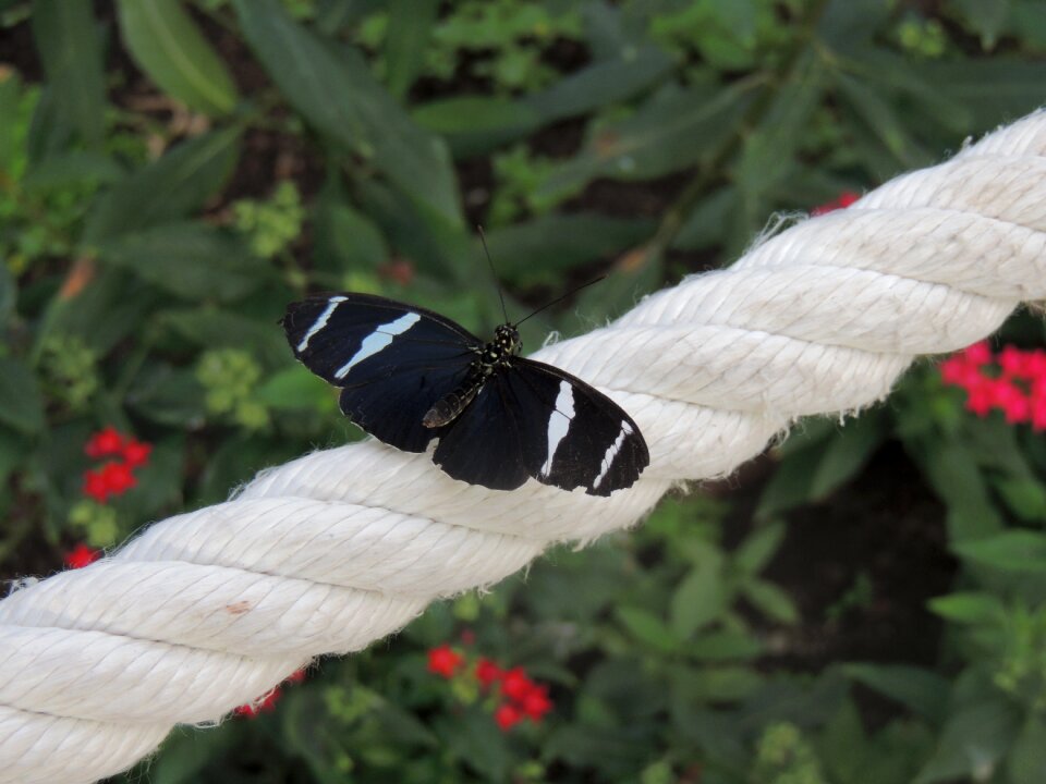 Nature animal plant
