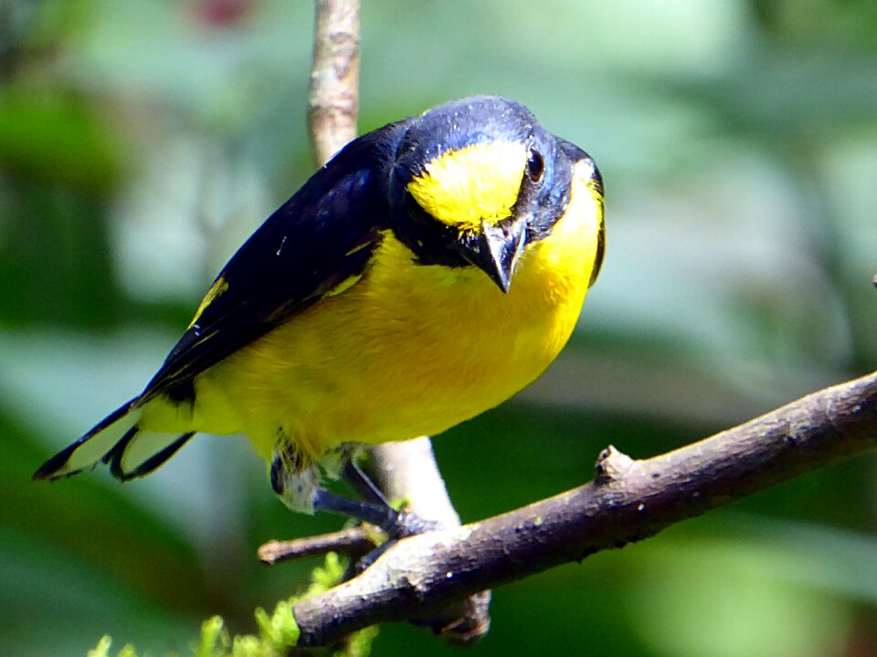 Yellow black costa rica