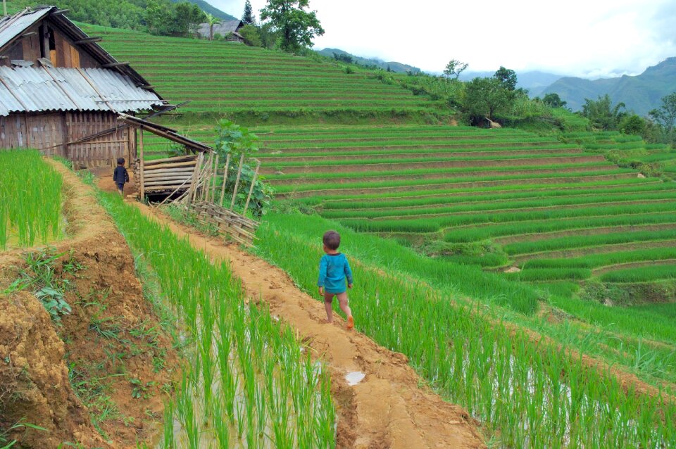 Asia travel rice paddies