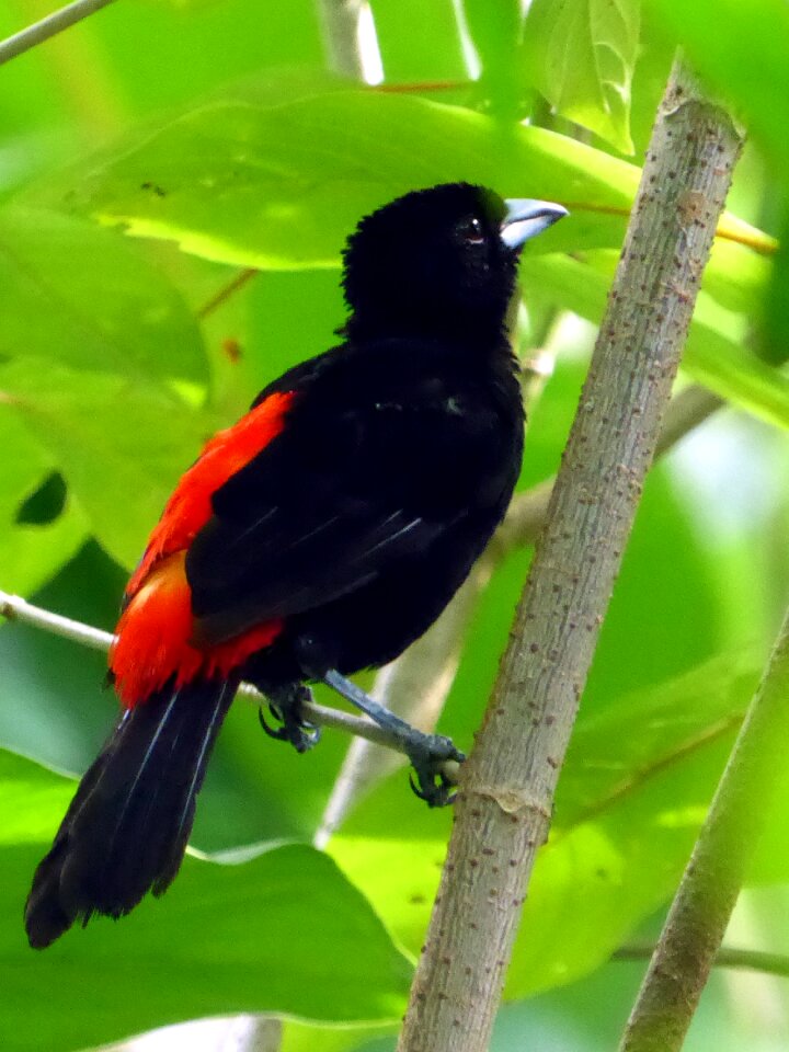 Red black costa rica