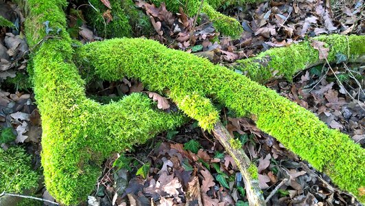 Tree stump tree plant