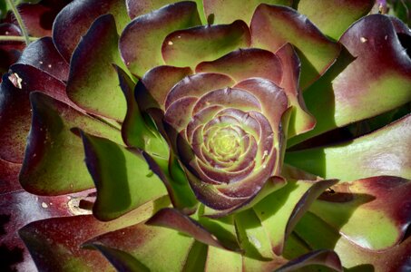 Green rosette thick sheet greenhouse photo