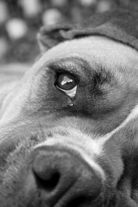Pet canine adorable