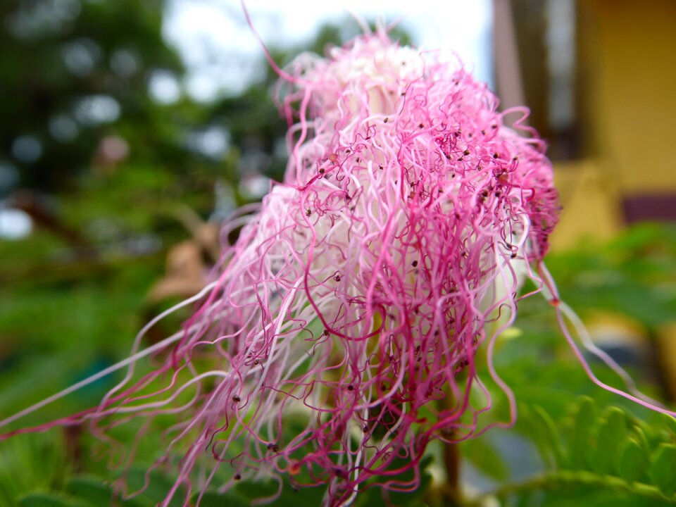 Filament nature white pink photo