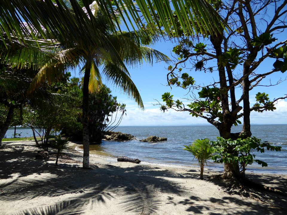 Guatemala sea palms