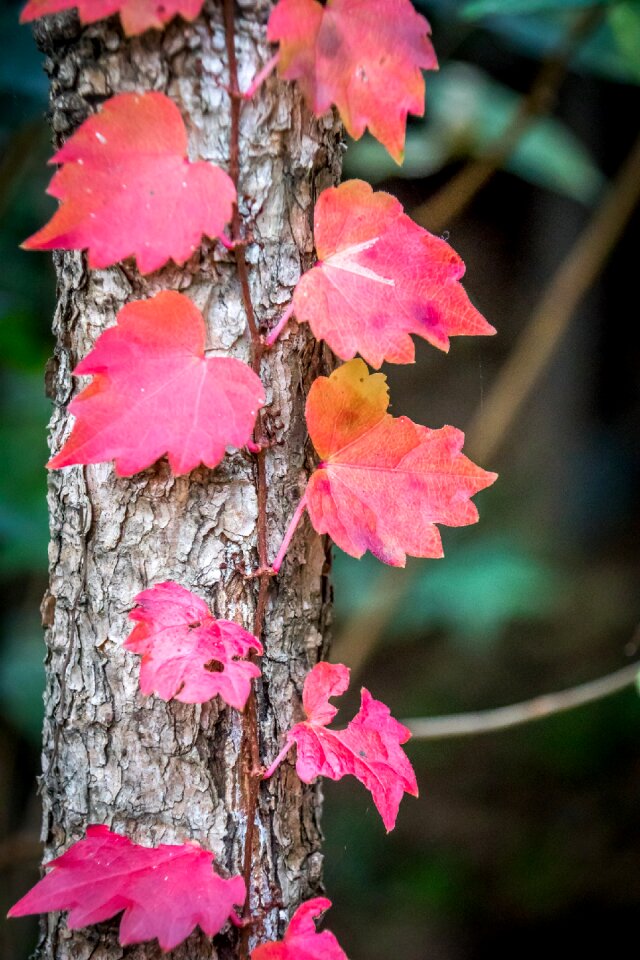 Autumn colors seoul autumn leaves