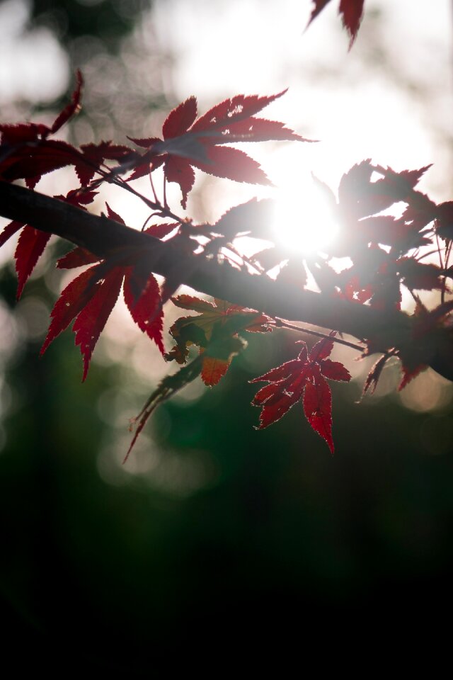 Autumn colors seoul autumn leaves