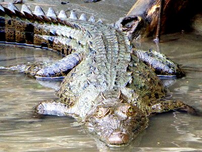 Young tortuguero costa rica photo