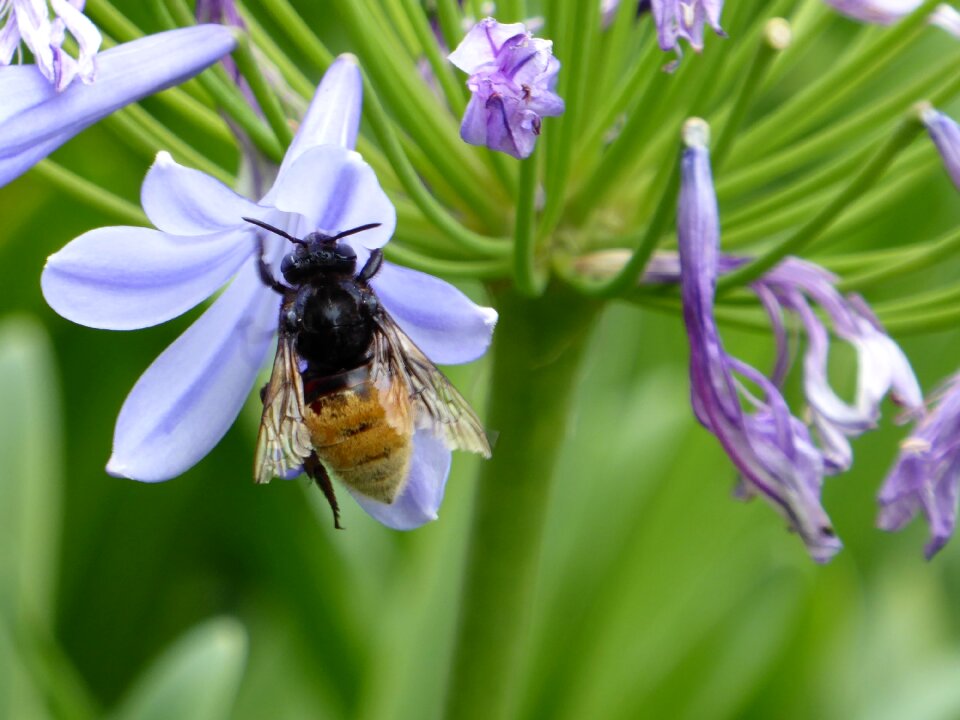 Blue insect bee