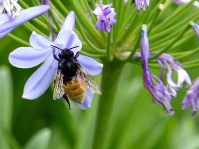 Blue insect bee photo