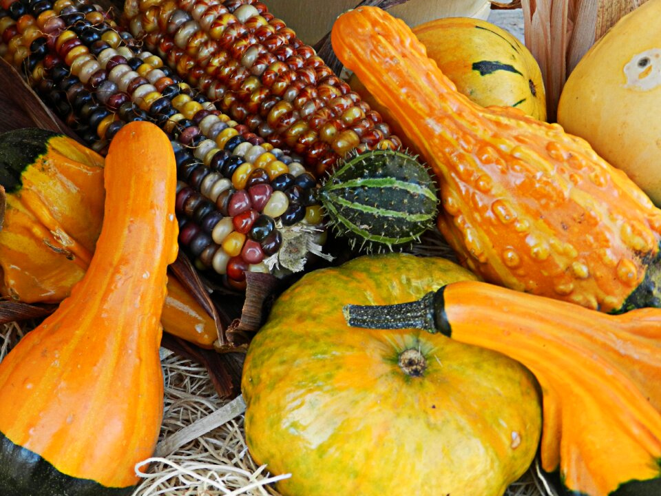 Fall traditional vegetable