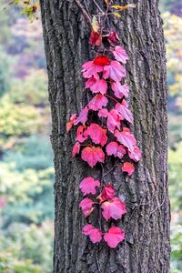 Autumn colors seoul autumn leaves photo