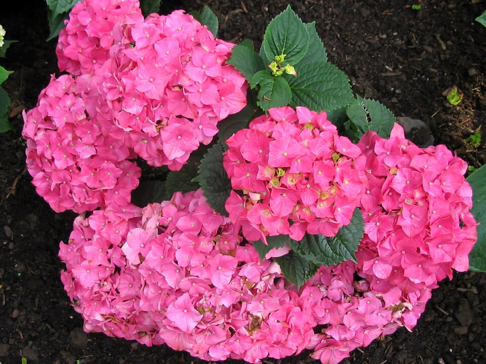 Hydrangea flower nature flora