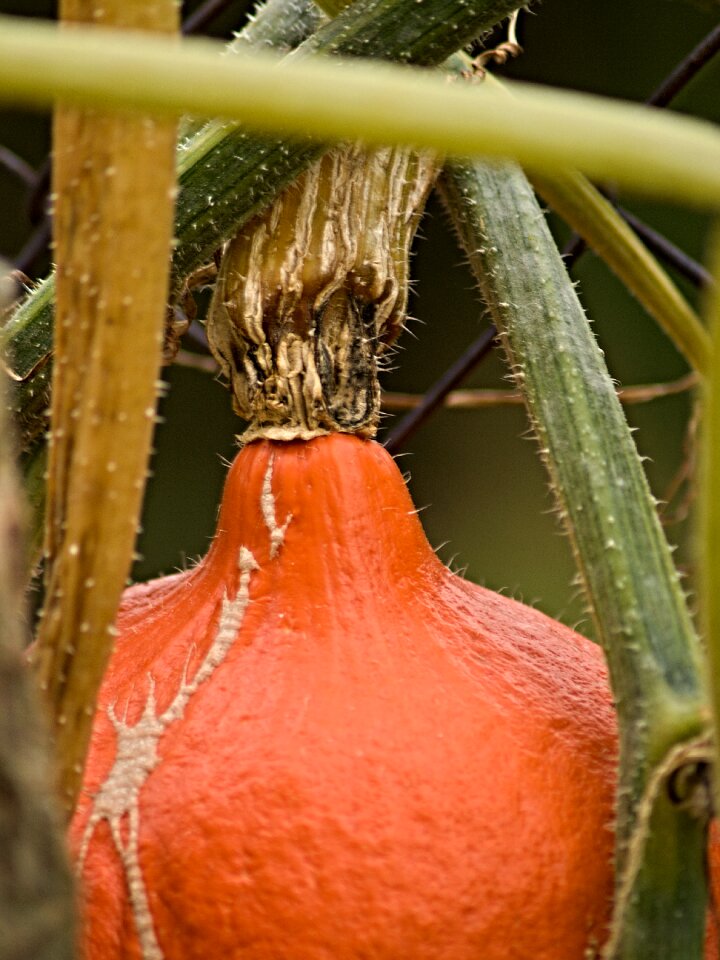 Crop drying mature