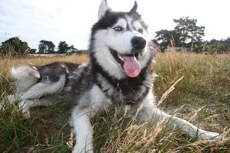 Dog outdoor field