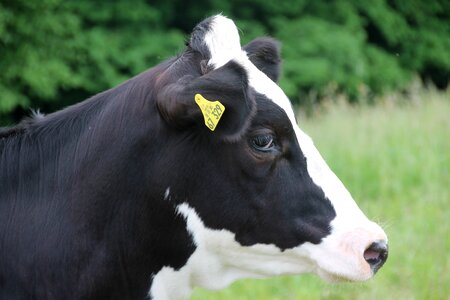 Cow agriculture milk