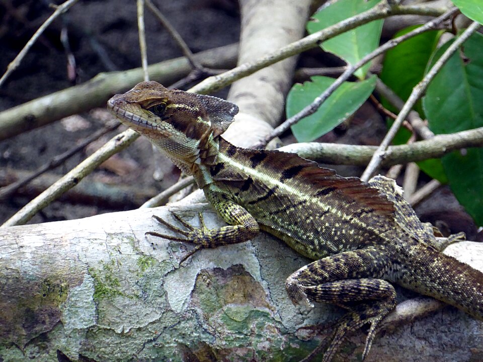 Basil reptile costa rica