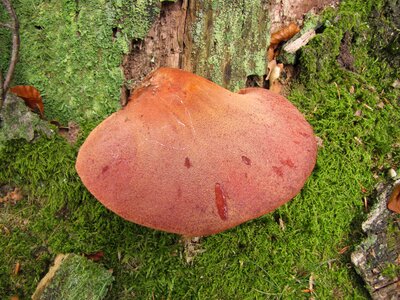 Nature mushroom forest