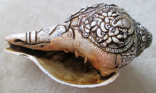 Shell sea snail shell