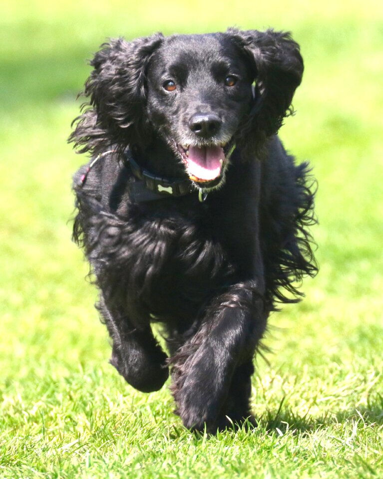 Pet spaniel cocker