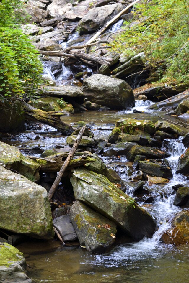 Georgia forest landscape
