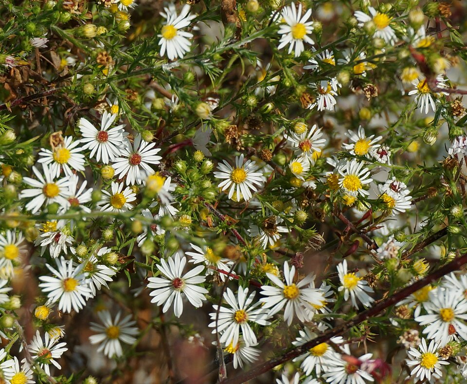 Flower bud blossom