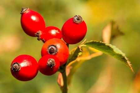 Nature fruit autumn