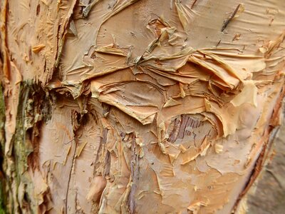 Bark tree yellow