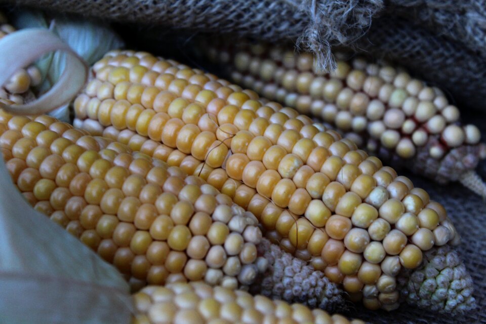 Corn on the cob autumn plant